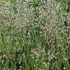 Attēlu rezultāti vaicājumam “Briza media flower”