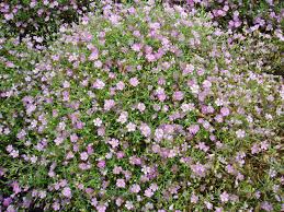 Attēlu rezultāti vaicājumam “Gypsophila muralis flower”