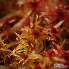 Attēlu rezultāti vaicājumam “Sphagnum rubellum”