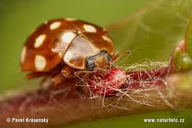 Attēlu rezultāti vaicājumam “Calvia quatuordecimguttata”