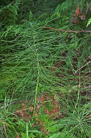 Attēlu rezultāti vaicājumam “Equisetum pratense”