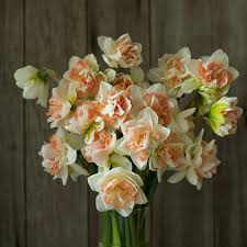 Attēlu rezultāti vaicājumam “Narcissus flower”