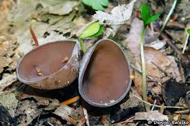 Attēlu rezultāti vaicājumam “Dumontinia tuberosa”