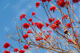 Attēlu rezultāti vaicājumam “Viburnum opulus leaf”