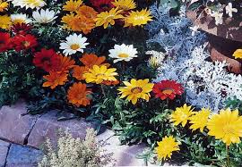 Image result for Gazanien