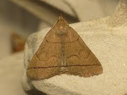 Attēlu rezultāti vaicājumam “Zanclognatha tarsipennalis”