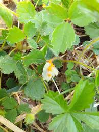 Attēlu rezultāti vaicājumam “Microbotryum tragopogonis - pratensis”