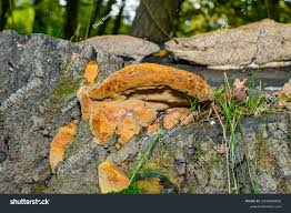 Attēlu rezultāti vaicājumam “Phellinus robustus”