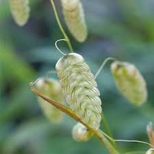 Attēlu rezultāti vaicājumam “Briza media fruit”