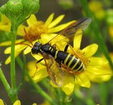 Attēlu rezultāti vaicājumam “Tenthredo scrophulariae”