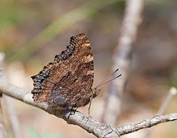 Attēlu rezultāti vaicājumam “Nymphalis polychloros”