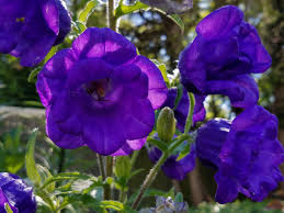 Image result for Campanula medium