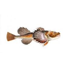 Image result for Myoxocephalus quadricornis