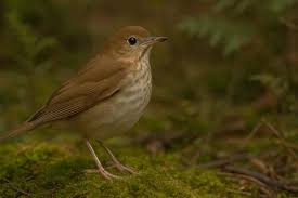 Image result for Catharus fuscescens