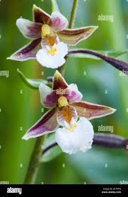 Attēlu rezultāti vaicājumam “Epipactis palustris flower”