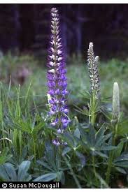 Image result for Lupinus polyphyllus Lindl.