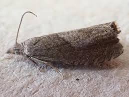 Attēlu rezultāti vaicājumam “Dichrorampha simpliciana”