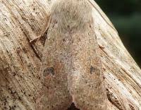 Attēlu rezultāti vaicājumam “Orthosia cruda”