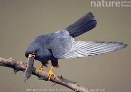 Image result for Falco vespertinus