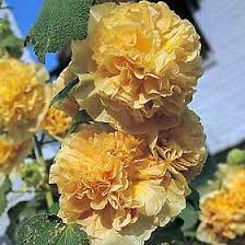 Image result for Alcea rosea