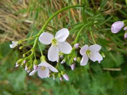 Attēlu rezultāti vaicājumam “Cardamine pratensis leaf”
