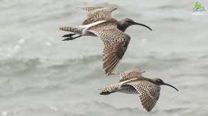 Attēlu rezultāti vaicājumam “Numenius phaeopus”