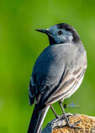 Attēlu rezultāti vaicājumam “Motacillidae”