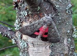 Attēlu rezultāti vaicājumam “Catocala pacta”