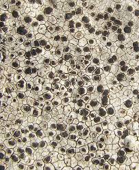 Attēlu rezultāti vaicājumam “Cystocoleus ebeneus”