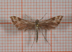 Attēlu rezultāti vaicājumam “Platyptilia tesseradactyla”