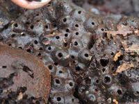 Attēlu rezultāti vaicājumam “Agathomyia wankowiczii”