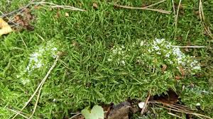 Attēlu rezultāti vaicājumam “Fuligo candida f. persicum spores”