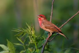 Attēlu rezultāti vaicājumam “Carpodacus erythrinus adult”