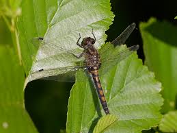 Attēlu rezultāti vaicājumam “Leucorrhinia rubicunda”