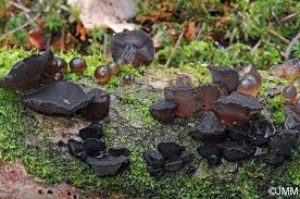 Attēlu rezultāti vaicājumam “Exidia truncata”