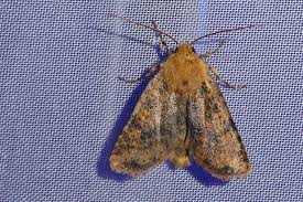 Attēlu rezultāti vaicājumam “Conistra rubiginea”