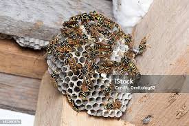 Attēlu rezultāti vaicājumam “Polistes nimpha”