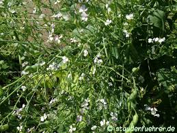 Image result for Raphanus sativus ssp. Oleiformes