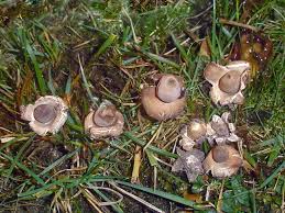 Attēlu rezultāti vaicājumam “Geastrum rufescens”
