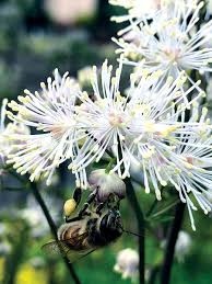 Attēlu rezultāti vaicājumam “Thalictrum aquilegifolium leaf”