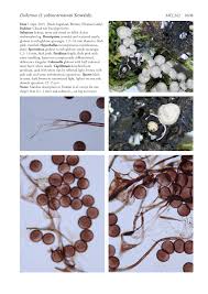 Attēlu rezultāti vaicājumam “Diderma subincarnatum”