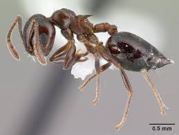 Attēlu rezultāti vaicājumam “Antrodia crassa”