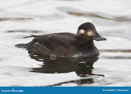 Attēlu rezultāti vaicājumam “Melanitta fusca”