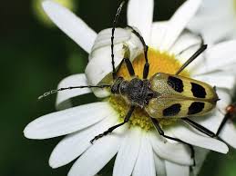 Attēlu rezultāti vaicājumam “Pachyta quadrimaculata”