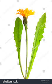 Attēlu rezultāti vaicājumam “Leontodon hispidus leaf”