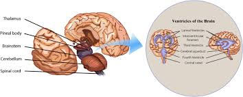 Image result for body midline