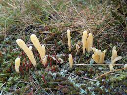 Attēlu rezultāti vaicājumam “Clavaria argillacea”