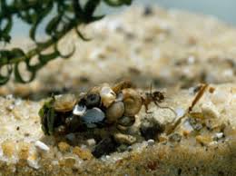 Attēlu rezultāti vaicājumam “Phryganeidae”