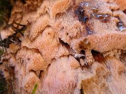 Attēlu rezultāti vaicājumam “Rhodonia placenta”