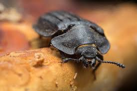 Attēlu rezultāti vaicājumam “Peltis grossa”